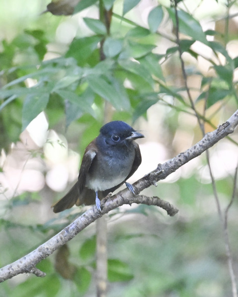 サンコウチョウ8102