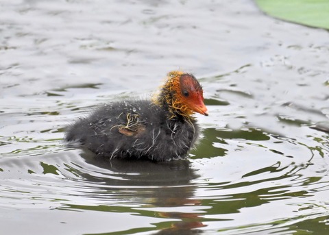 オオバンのヒナ0199
