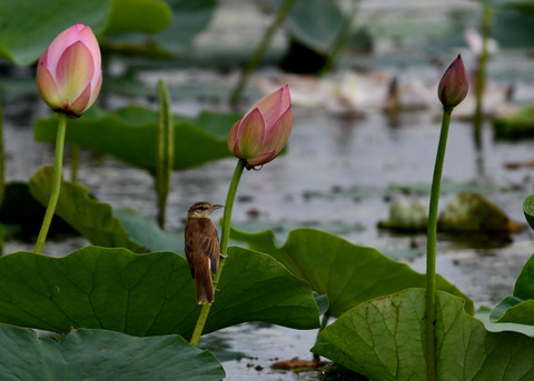 オオヨシキリ3414