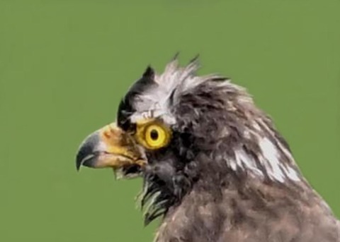 サシバ幼鳥7001