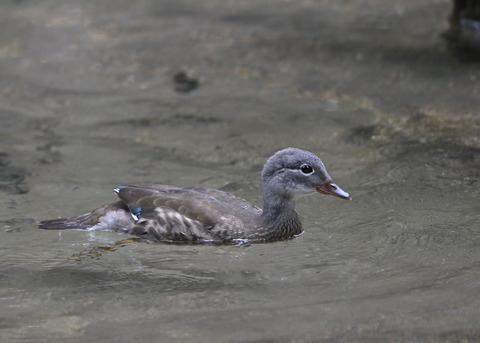 オシドリ♀幼鳥6697