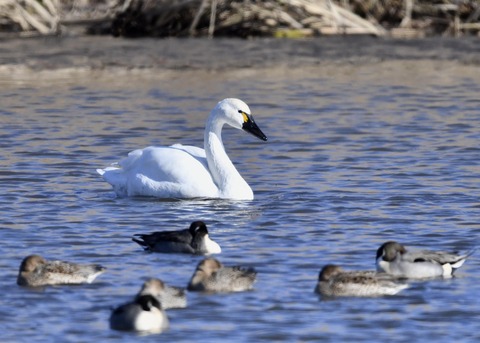 アメリカコハクチョウ①0263