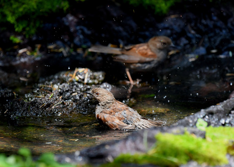 カヤクグリ0789
