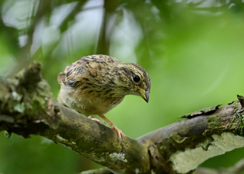 ホオジロ幼鳥3190
