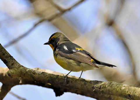 キビタキ♂第一回夏羽3369