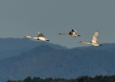 オオハクチョウ3629-01