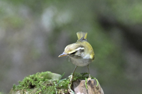 センダイムシクイ2305