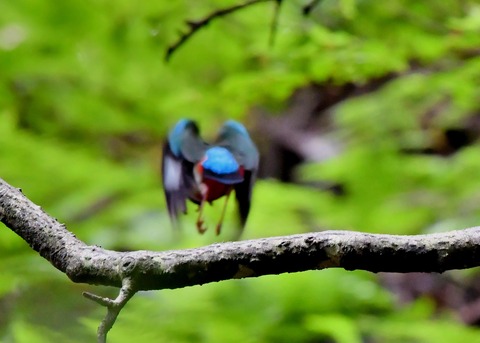 ヤイロチョウ9389○