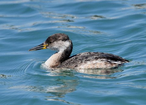 ｱｶｴﾘｶｲﾂﾌﾞﾘ6331