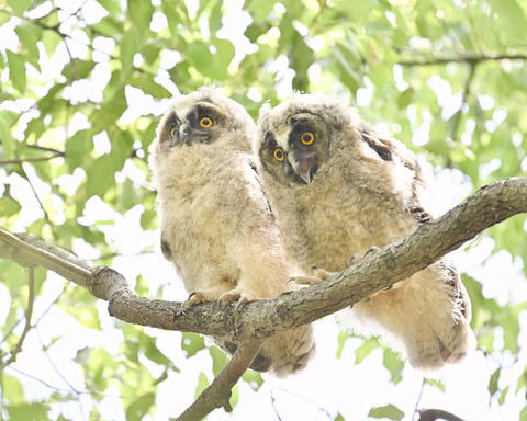 トラフズクの雛3691