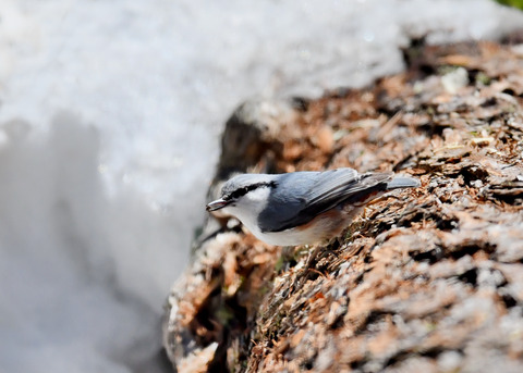 ゴ゛ュウカラ4035