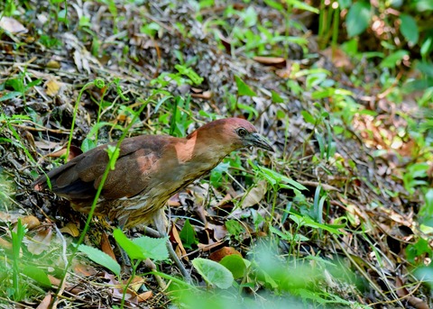 ミゾゴイ親0375