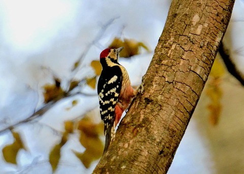 オオアカゲラ♂5520