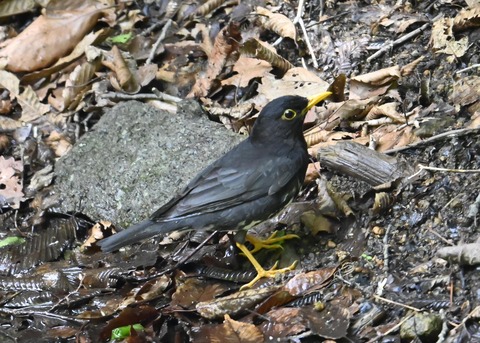 クロツグミ♂4934