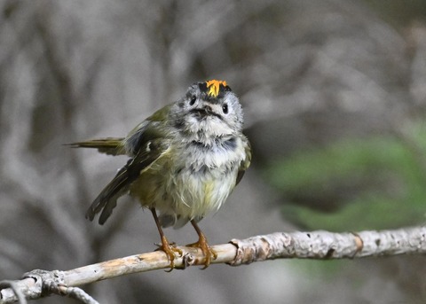 キクイタダキ♂2223