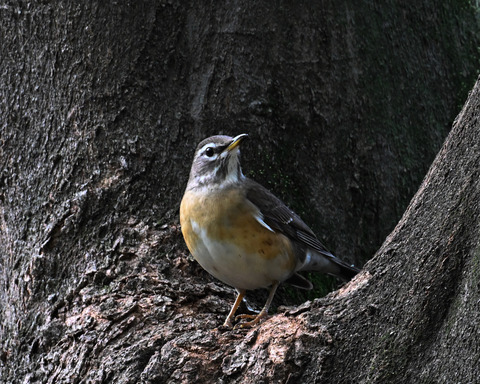 マミチャジナイ9389