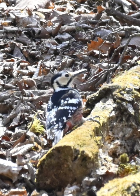 オオアカゲラ♀7497-01