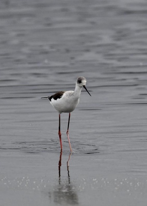 セイタカシギ3970