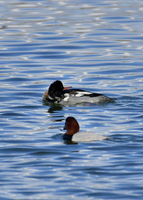 ウミアイサ♂5635