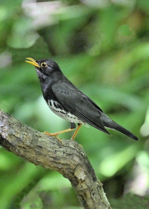 クロツグミ♂3989