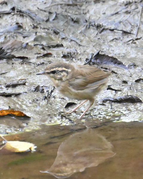 ヤブサメ幼鳥4767