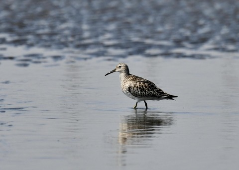 オバシギ若鳥1289