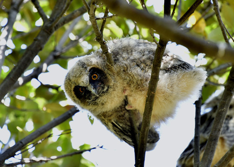 トラフズクのヒナ0180