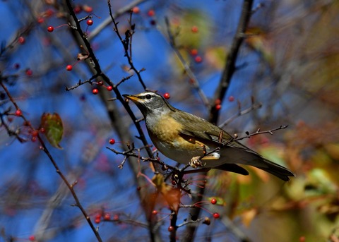 マミチャジナイ0414