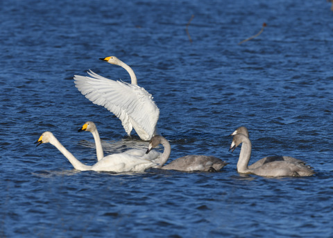 オオハクチョウ3556