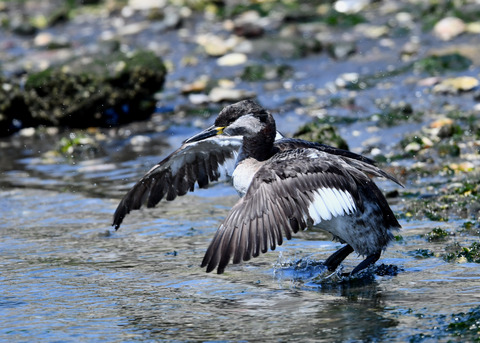 ｱｶｴﾘｶｲﾂﾌﾞﾘ7620