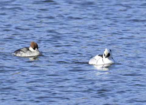 ミコアイサ♂♀4487