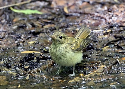 キビタキ幼鳥3639