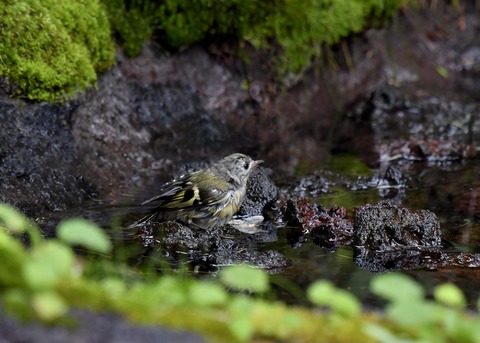 キクイタダキ幼鳥2893