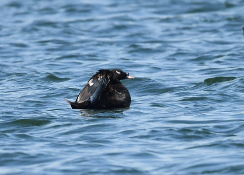 ビロードキンクロ♂0759