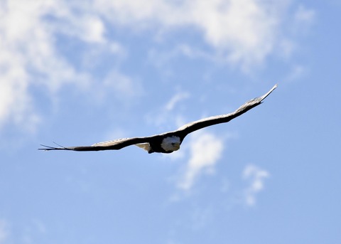 ハクトウワシ3430