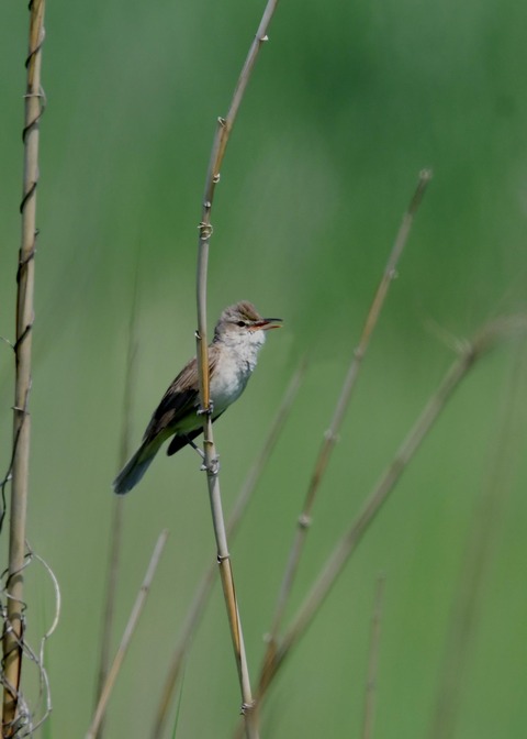 オオヨシキリ5864
