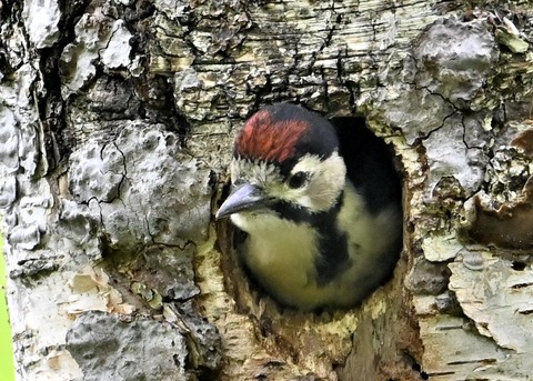 アカゲラのヒナ②4961