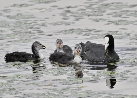 オオバン親子8746