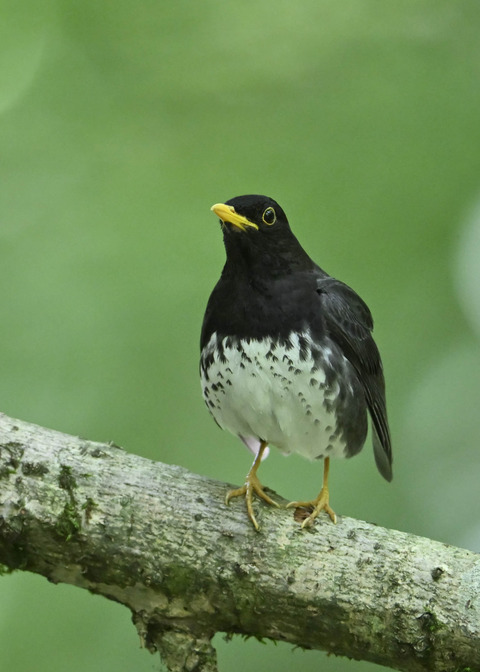クロツグミ♂0386