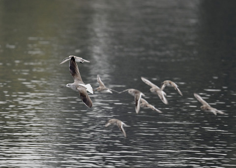 アオアシシギ5747