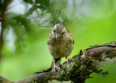 ホオジロ幼鳥3212