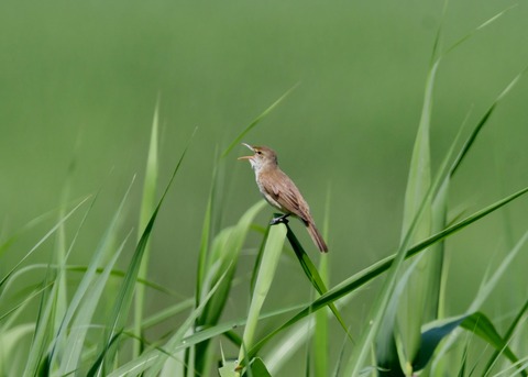 オオヨシキリ5944
