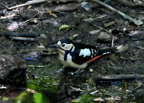 アカゲラ♀6673
