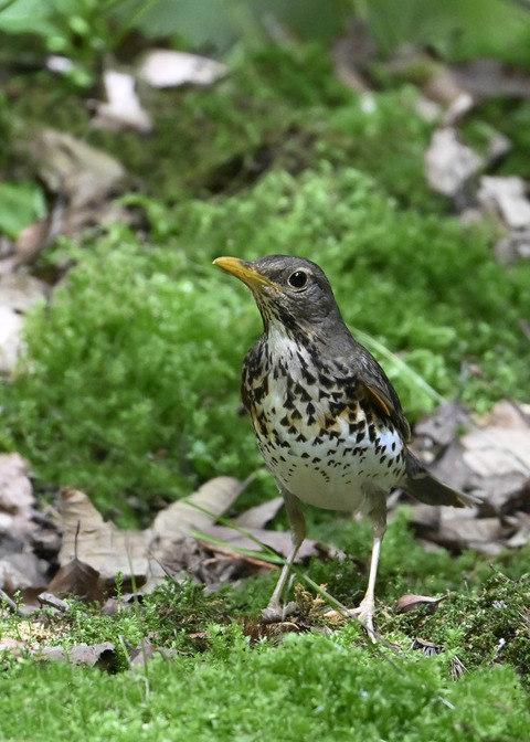 クロツグミ♀0701