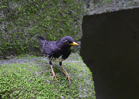 クロツグミ♂7008