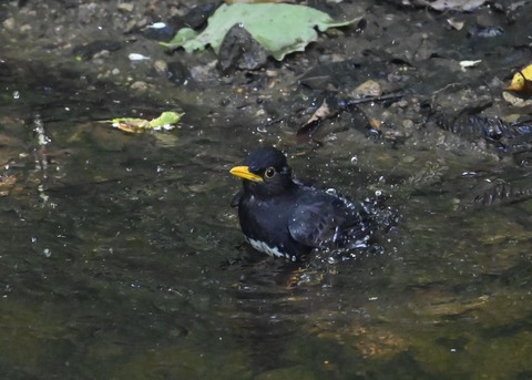 クロツグミ♂4479