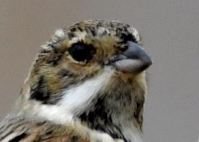 オオジュリン♂0654