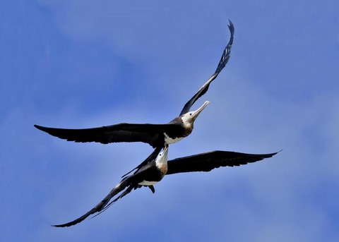 オオグンカンドリ6991