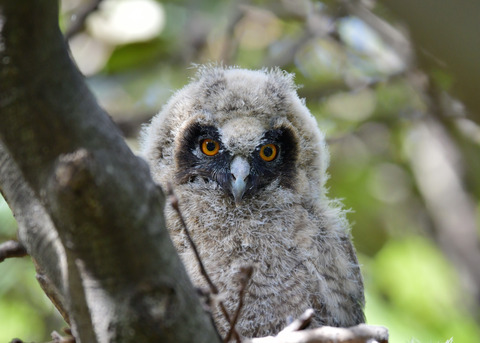 トラフズクのヒナ③8101