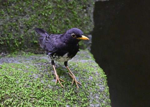 クロツグミ♂7002